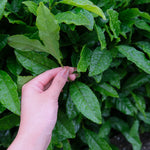 Matcha green tea leaves
