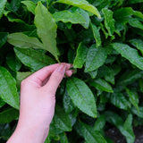 Matcha green tea leaves