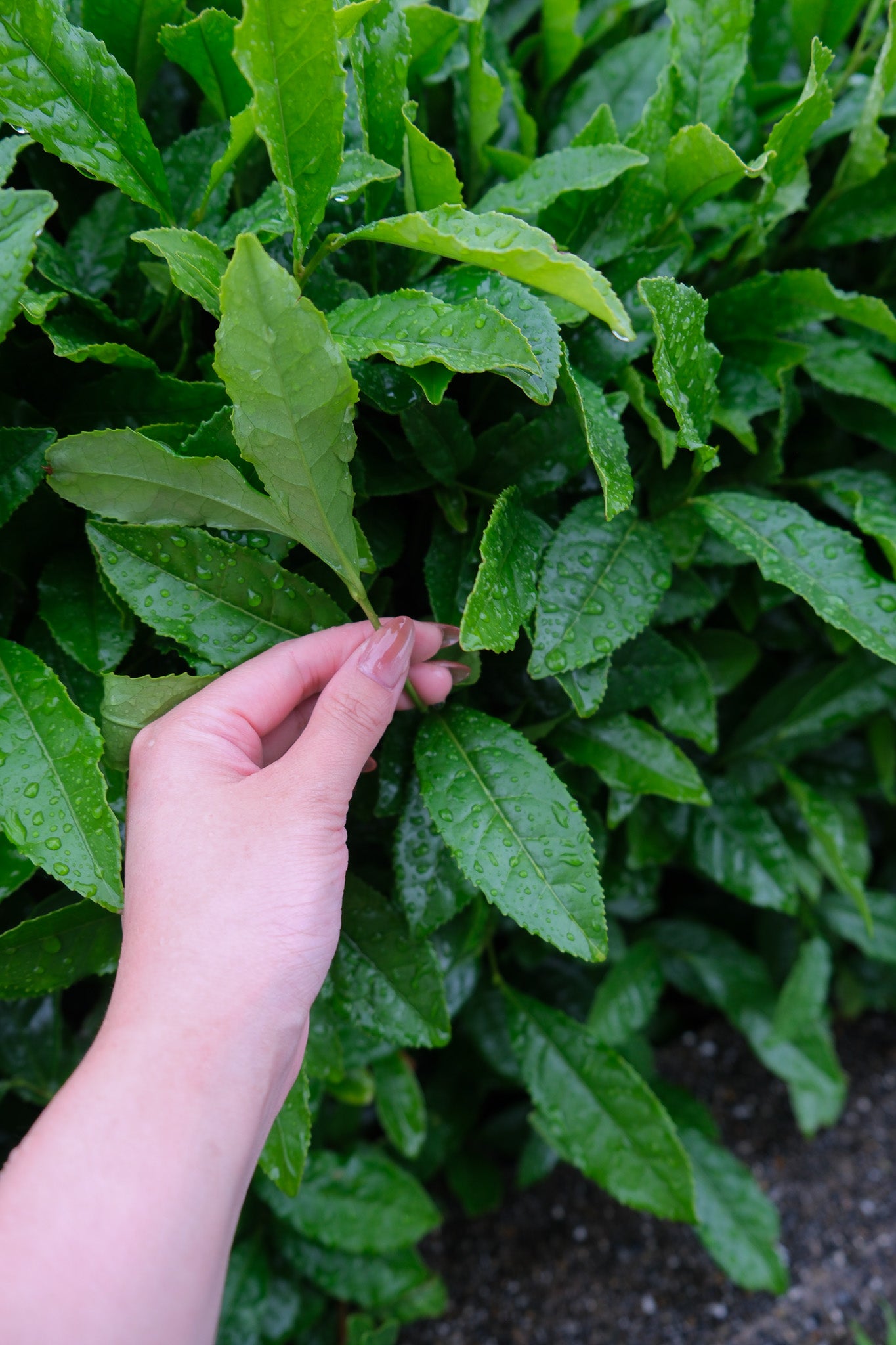 Matcha green tea leaves
