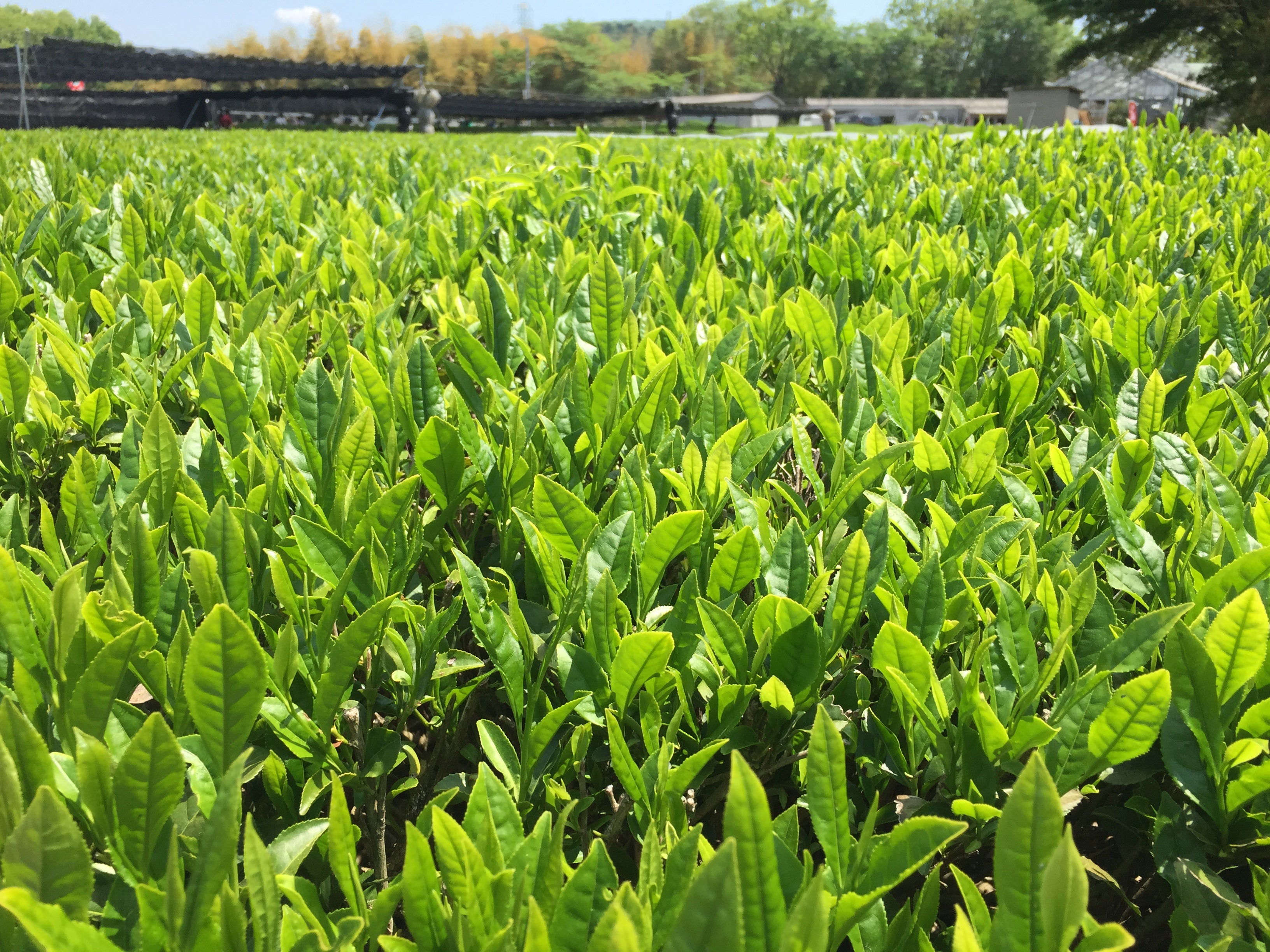 Where does matcha come from? – Thea Matcha