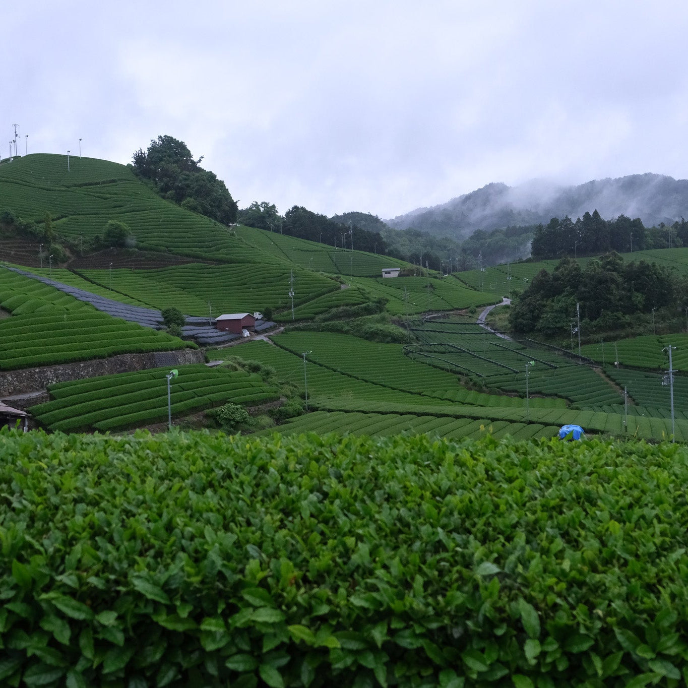 Kyoto tea farms green tea matcha with mountains and clouds