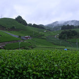 Premium Kyoto Matcha