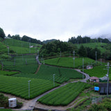 Superior Kyoto Matcha