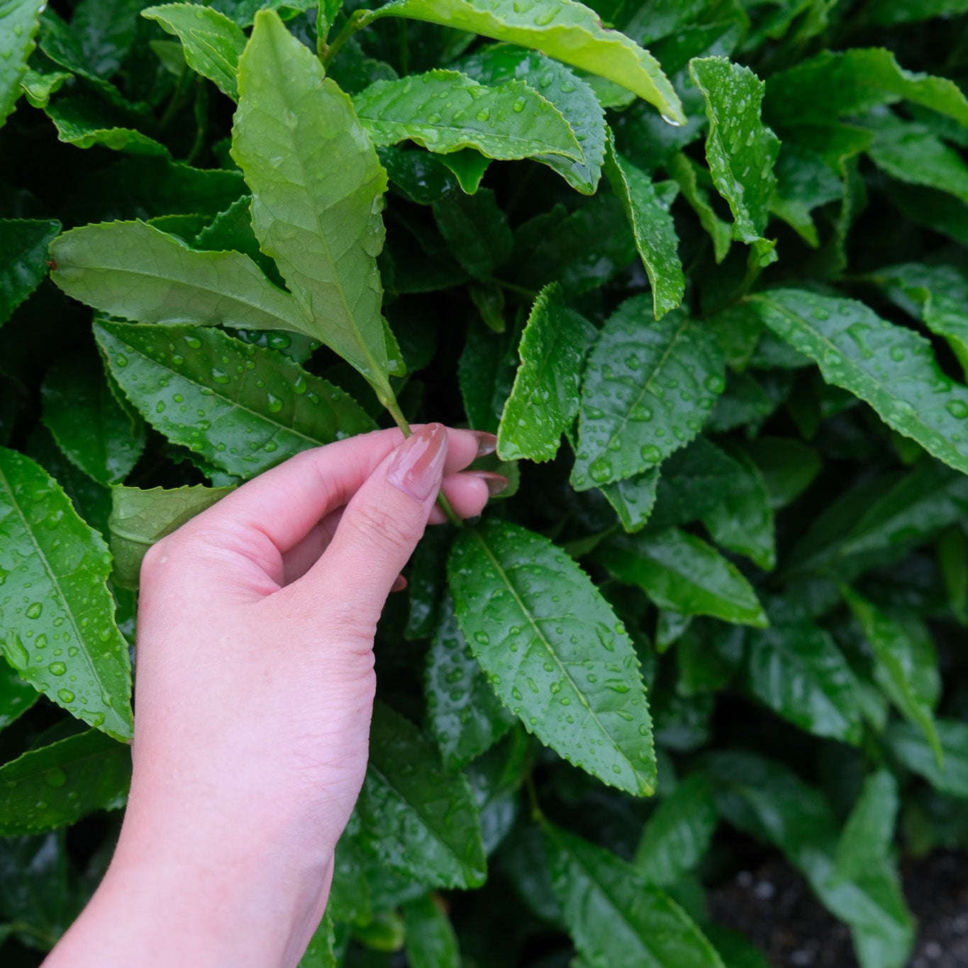 Matcha green tea leaves